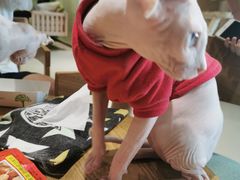 -藏猫猫咖啡主题馆(中央大道店)