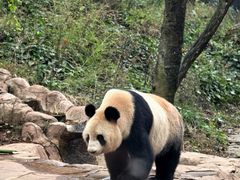 -中国大熊猫保护研究中心雅安碧峰峡基地