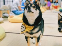 -逗柴咖啡屋·狗咖猫咖宠物桌游