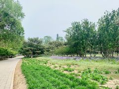 -大兴滨河森林公园
