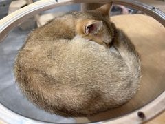 -楼上猫咖(罗湖店)