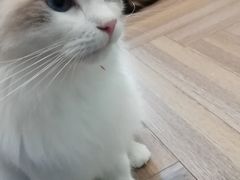 -酷豆宠物咖啡·宠物美食·撸猫馆