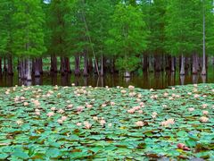 -白鹭湾湿地公园