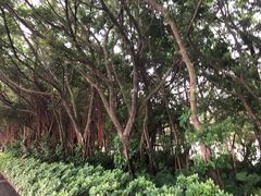 -大湾区中央湿地公园