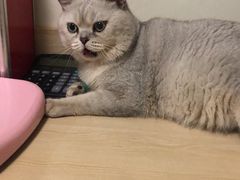 -乐派堂宠物医院·猫友好· 心脏科(东街店)
