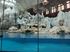 -帝企鹅自助餐厅•儿童岛•真企鹅(长隆企鹅酒店)