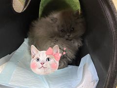 -北京佳信宠物医院