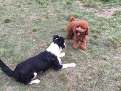 -翊宠yipet猫狗购宠庄园犬舍•猫舍