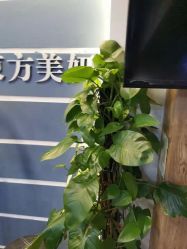 -东方美妍