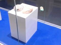 -贝壳王国博物馆
