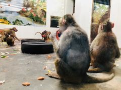 -西安秦岭野生动物园