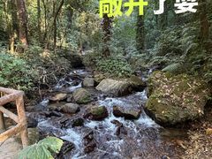 -莫里热带雨林景区