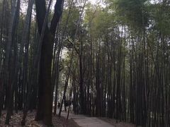 -西湖风景区十里琅珰-五云山