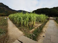 -八卦田遗址公园