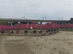 -秀丽东方