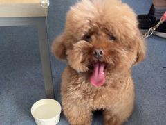-顺强宠物诊所·狂犬免疫·夜诊·骨科(嘉定店)