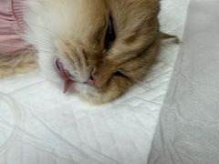 -北京观赏动物医院·24小时大型综合·猫专科·异宠专科