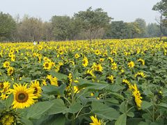 -汉长安城未央宫国家考古遗址公园