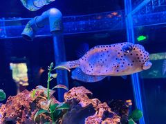 -太平洋海底世界