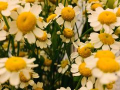 -循礼门鲜花花市(武汉循礼门店)