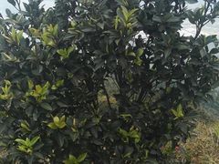 -惠爱餐厅