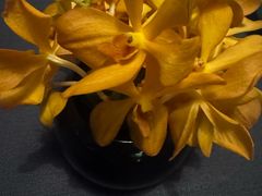 -止观小馆·辽河口渔家菜(王府井店)