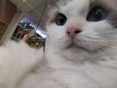 -楼上猫咖(罗湖店)