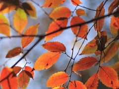 -上海佘山国家森林公园天马山园