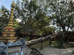 -瑞丽独树成林风景区