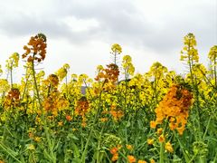 -中国天府农业博览园