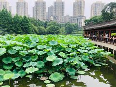 -龙头寺公园