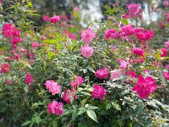 -人民公园(罗湖区)