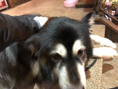 -more than meow吴止猫主题餐厅(承德 中船汇店)