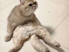 -爱洗澡的猫(天河路店)