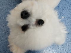 -宠颐生动物医院·心脏科·保险定点(锦阳分院)