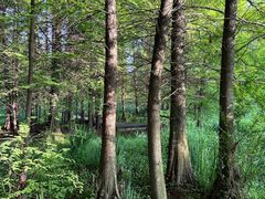 -溱湖国家湿地公园