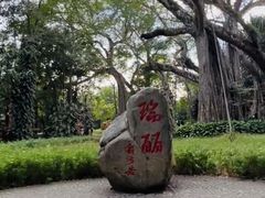 -瑞丽独树成林风景区