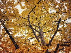 -醉小酒馆·川菜·江湖菜·重庆菜(观音桥旗舰店)