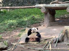 -都江堰中华大熊猫苑