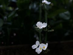 -菩提书坊(侨福大厦店)