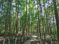 -桤木河湿地公园