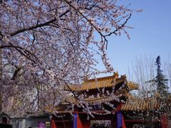 -桃花堤公园