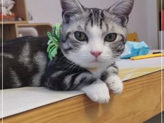 -山宅一喵德文卷毛猫舍
