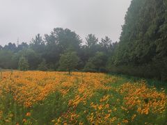 -日照海滨国家森林公园