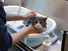 -PETKIT小佩宠物·低压洗护(国顺东路店)