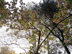 -武汉大学-樱园