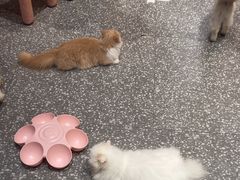 -囡的喵喵酱·萌宠生活馆·宠物洗护美容(胶州路店)