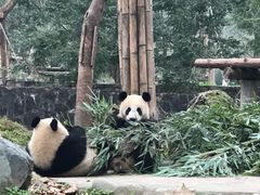 -都江堰中华大熊猫苑