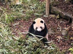 -都江堰中华大熊猫苑