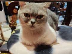 -猫色咖啡·猫咖